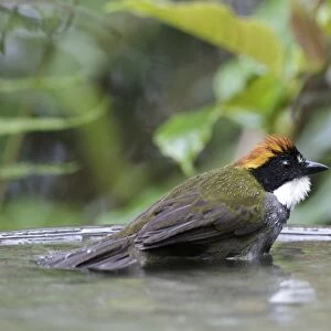 Chestnut-capped Brush-finch (Arremon brunneinucha) adult, bathing in birdbath, Las Grallarias, Mindo, Andes