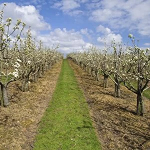 Cultivated Apple (Malus domestica) flowering orchard, Cooling, Kent, England, April