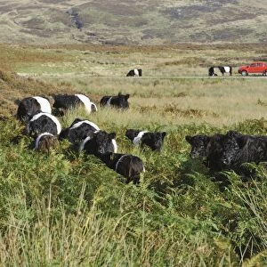 Domestic Cattle, Belted Galloway herd, standing amongst bracken on fell, with 4x4 vehicles in distance, Croasdale