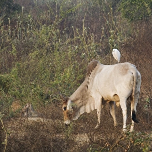 Domestic Cattle, Zebu (Bos indicus) adult, feeding, with Cattle Egret (Bubulcus ibis) perched on back, Keoladeo Ghana N. P. (Bharatpur), Rajasthan, India