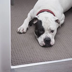 Domestic Dog, Old Tyme Bulldog, adult male, laying on house floor, England