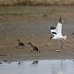 Eurasian Avocet (Recurvirostra avocetta) adult, in flight, chasing Mallard Duck (Anas platyrhynchos) ducklings, Minsmere RSPB Reserve, Suffolk, England, june