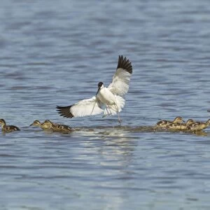 Eurasian Avocet (Recurvirostra avocetta) adult, in flight, attacking Mallard Duck (Anas platyrhynchos) adult female and ducklings crossing territory, Minsmere RSPB Reserve, Suffolk, England, may
