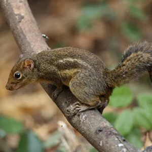 Indochinese Ground Squirrel (Menetes berdmorei) adult, climbing on branch, Kaeng Krachan N. P. Thailand, february
