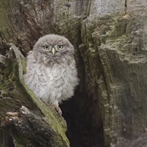 Little Owl (Athene noctua) juvenile, perched beside nest cavity on tree in farmland, West Yorkshire, England, June