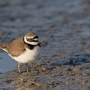 Little Ringed Plover (Charadrius dubius) adult, breeding plumage, standing on mud, Kos, Dodecanese, Aegean, Greece, May