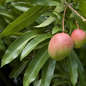 Mango (Mangifera indica) close-up of fruit and leaves, Grenada, Grenadines, Windward Islands, Lesser Antilles, August
