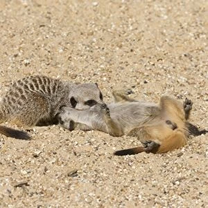 Meerkat (Suricata suricatta) two adults, playfighting on sand (captive)