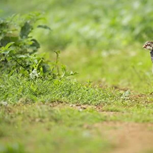 Red-legged Partridge (Alectoris rufa) immature, walking across dirt track, Grantham, Lincolnshire, England, September