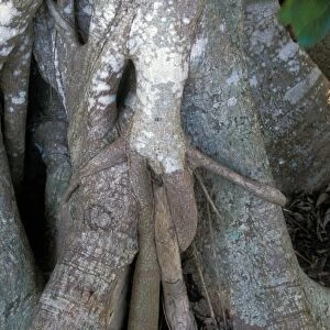 Strangler Fig (Ficus aurea) Roots on host tree