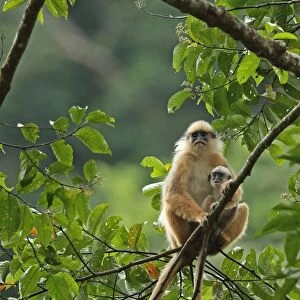 Sumatran Surili (Presbytis melalophos) adult female with baby, sitting on branch, Kerinci Seblat N. P