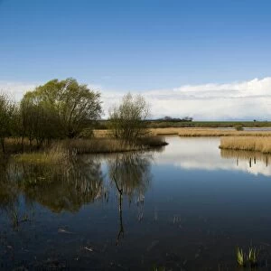 View of wetland habitat with open water and reedbeds, Stodmarsh N. N. R. Kent, England, april