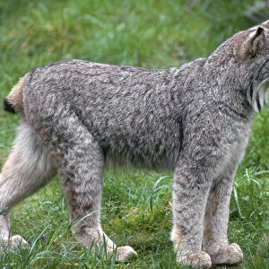 Canada lynx (Lynx canadensis), native to wilderness areas of northern North America