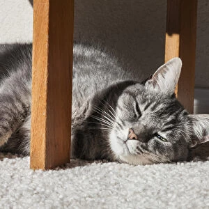 Cat lying in the sun