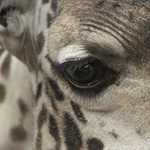 Close-up view of eye and face of Reticulated Giraffe, Giraffa camelopardalis reticulata