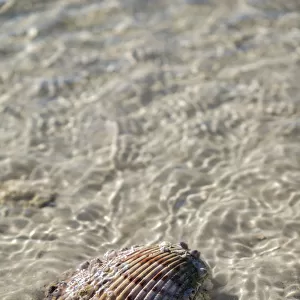 Cockle shell in the water, Honeymoon Island State Park, Dunedin, Florida, USA
