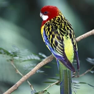 Colorful tropical bird