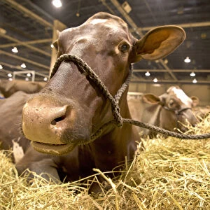 Dairy cow show, Harrisburg, PA