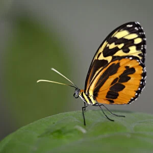 Ecuador, Orellana, Napo River. Heliconius Butterfly