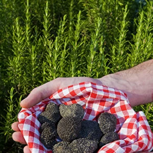 Hands holding a Summer black truffles (Tuber aestivum), and rosemary behind, M. R