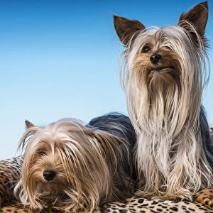 Male and female adult Teacup Yorkshire Terrier dogs. (PR)