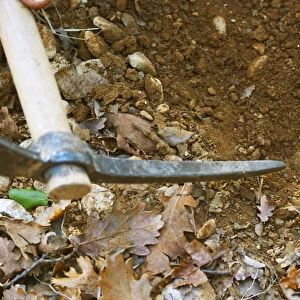 A pick scratching the soil pointing to a truffle at La Truffe de Ventoux truffle farm