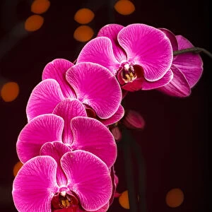 USA, Oregon, Keizer, hybrid orchid