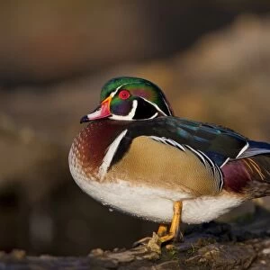 USA, Washington State, Wood Duck, male, roosting