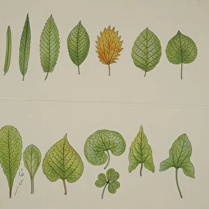 Botany: different types of leaves. Illustration