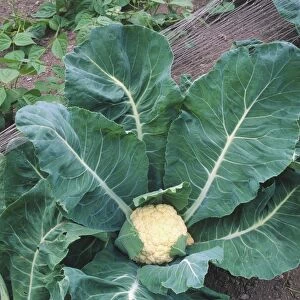 Brassica oleracea, Cauliflower, single head embedded in huge green leaves growing in outdoor vegetable patch, view from above