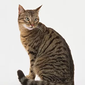 Cat (Felis silvestris catus) with tabby coat sitting down, side view
