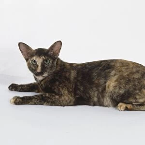 Chocolate Torite Oriental shorthaired cat with chocolate and red coloration, lying down, side view