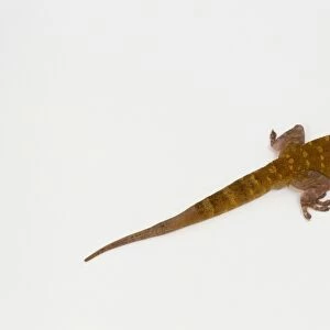 Common house gecko (Hemidactylus frenatus), female, view from above