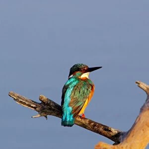 Common Kingfisher. Alcedo Atthis. Europe. Italy. Lazio. Circeo National Park