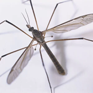 Crane fly (Tipula sp. ), close-up, view from above