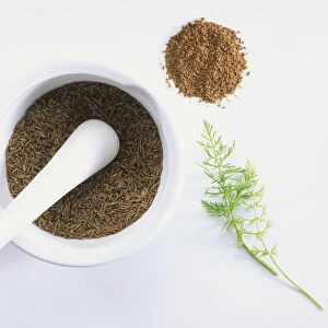 Whole dried caraway seeds in mortar with pestle, ground caraway seeds and fresh caraway sprig, close up
