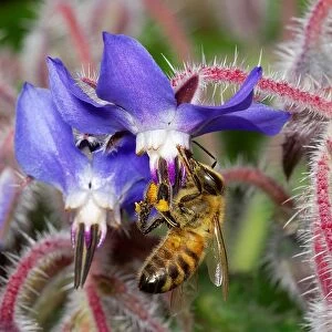 European Honey Bee. Apis Mellifera. Borago officinalis. Boraginaceae