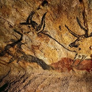 France, reconstruction of bull rock paintings of Lascaux caves