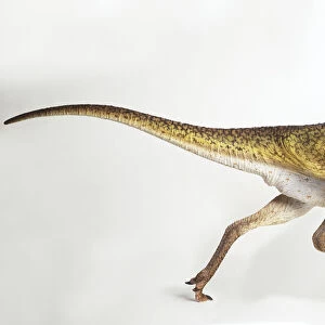 Gallimimus, side view