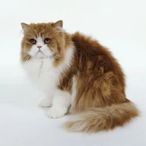 Ginger and white Persian cat, seated