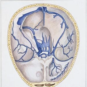Illustration of human brain, dura mater sinuses, from above