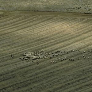 Italy. Puglia. Flock of Sheep