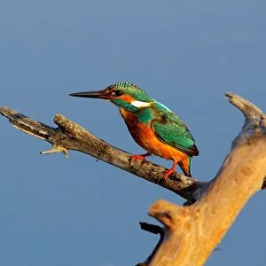 Kingfisher. Alcedo Atthis. Europe. Italy. Lazio. Circeo National Park