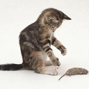 A kitten and its mother examining a mouse