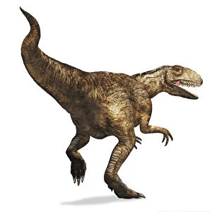 Megalosaurus, dinosaur