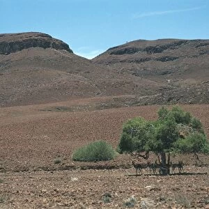 Namibia, Damaraland Wilderness Reserve, animals protect themselves under tree