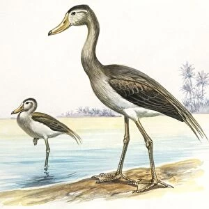 Prehistoric birds, Cenozoic era (Paleogene, Eocene), Presbyornis, illustration