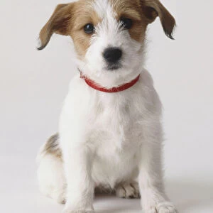 Sitting jack russell terrier puppy (canis familiaris) with red collar, front view