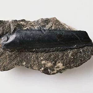 Solenomorpha minor (False razor shell) fossilised in limestone, Carboniferous era