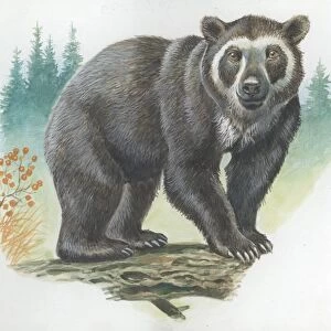 Spectacled Bear Tremarctos ornatus, illustration